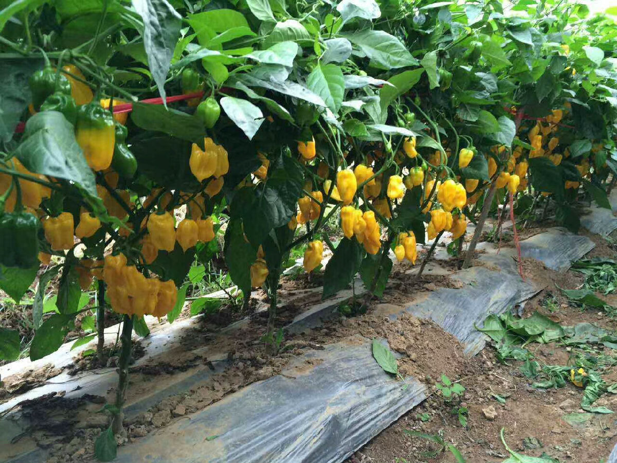 味之源2.jpg 红桃视频