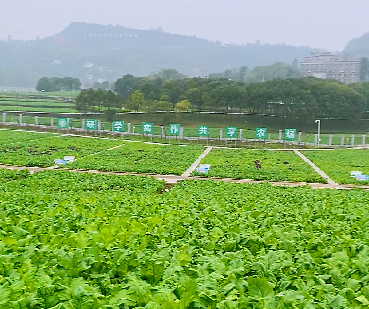 图片8.png 红桃视频